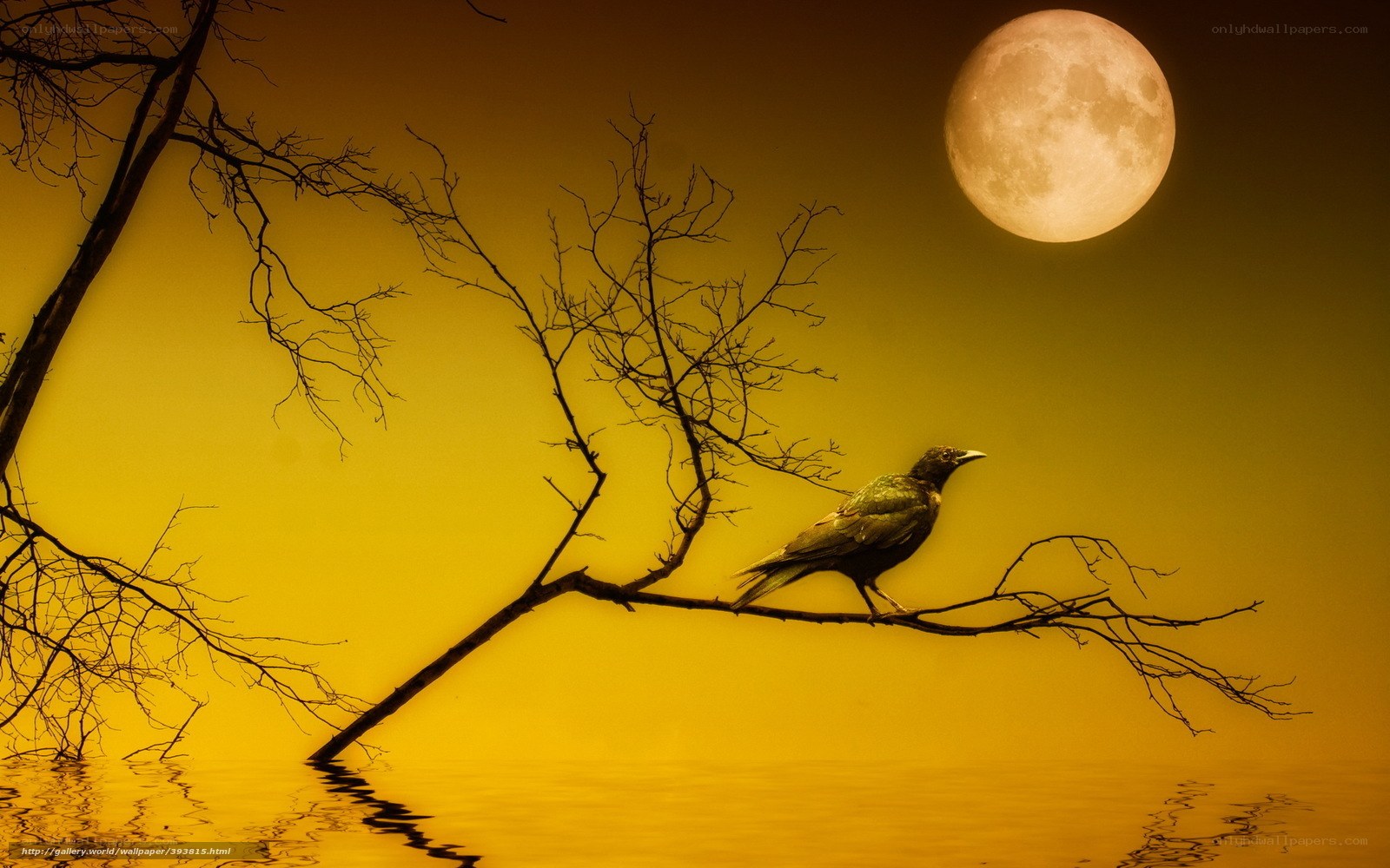Crow on a branch at night