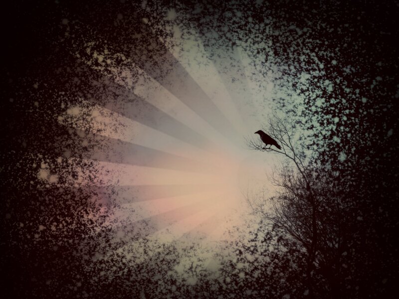 Crow on a Branch — Black