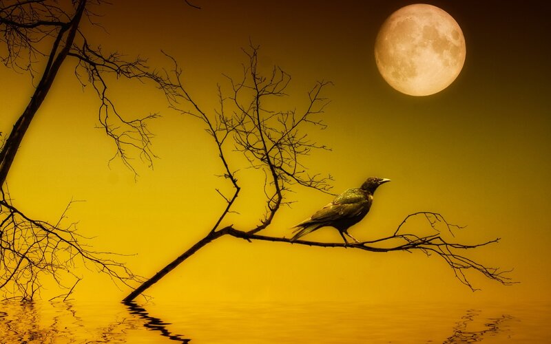 Crow on a Branch — Yellow, Dramatic, Night, Photograph