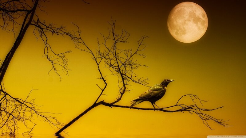 Crow on a Branch — Yellow, Dramatic