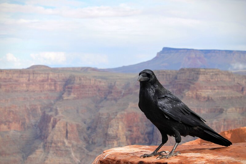 Crow on a canyon ledge