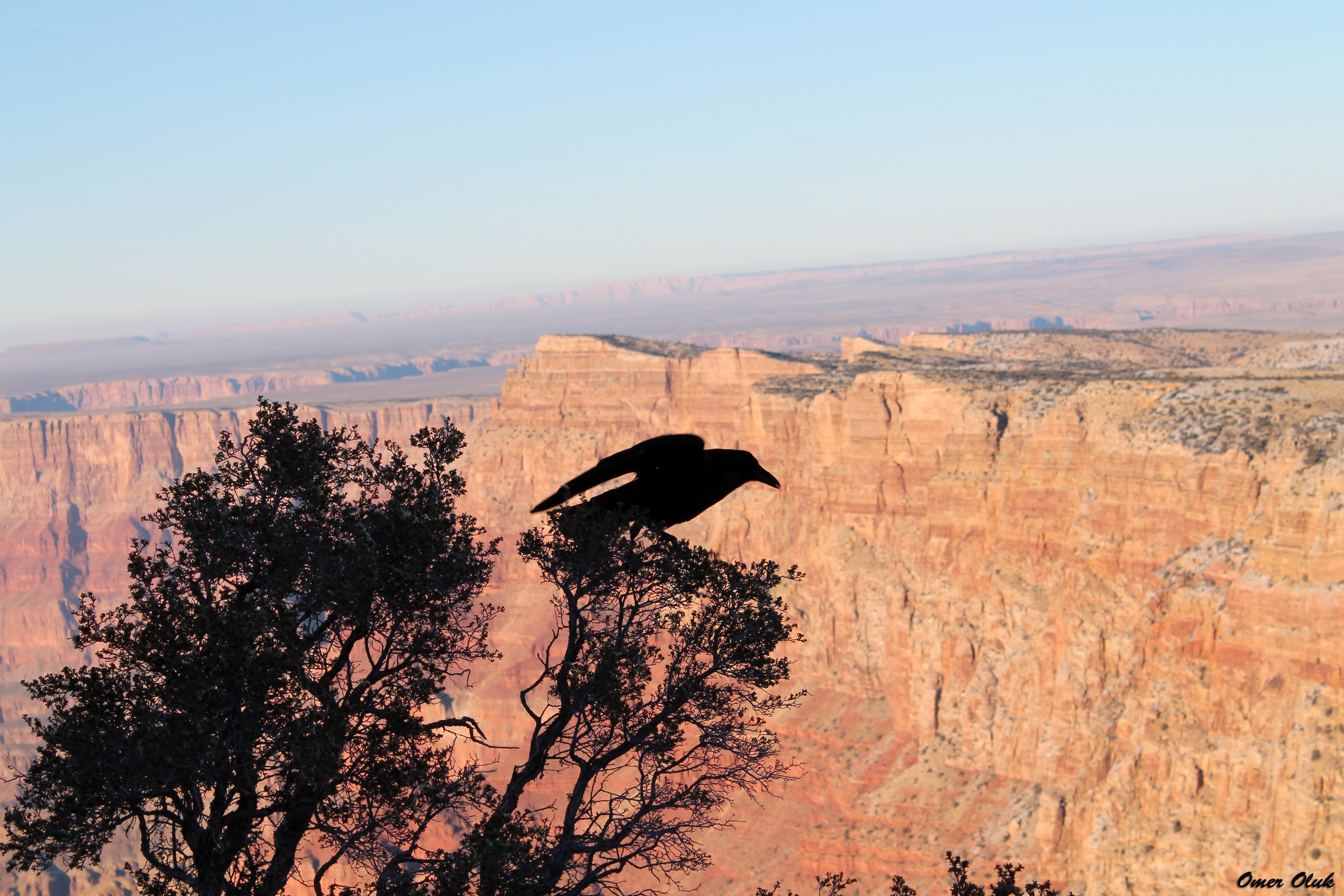 Crow on a canyon overlook