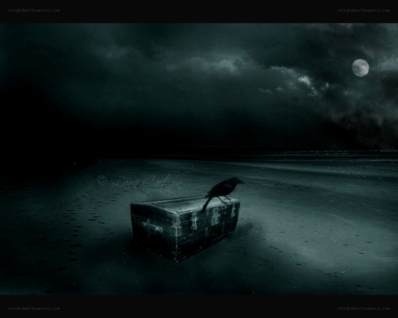 Crow on a chest at night