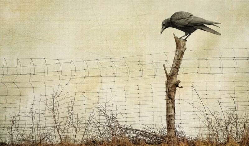Crow on a fence post