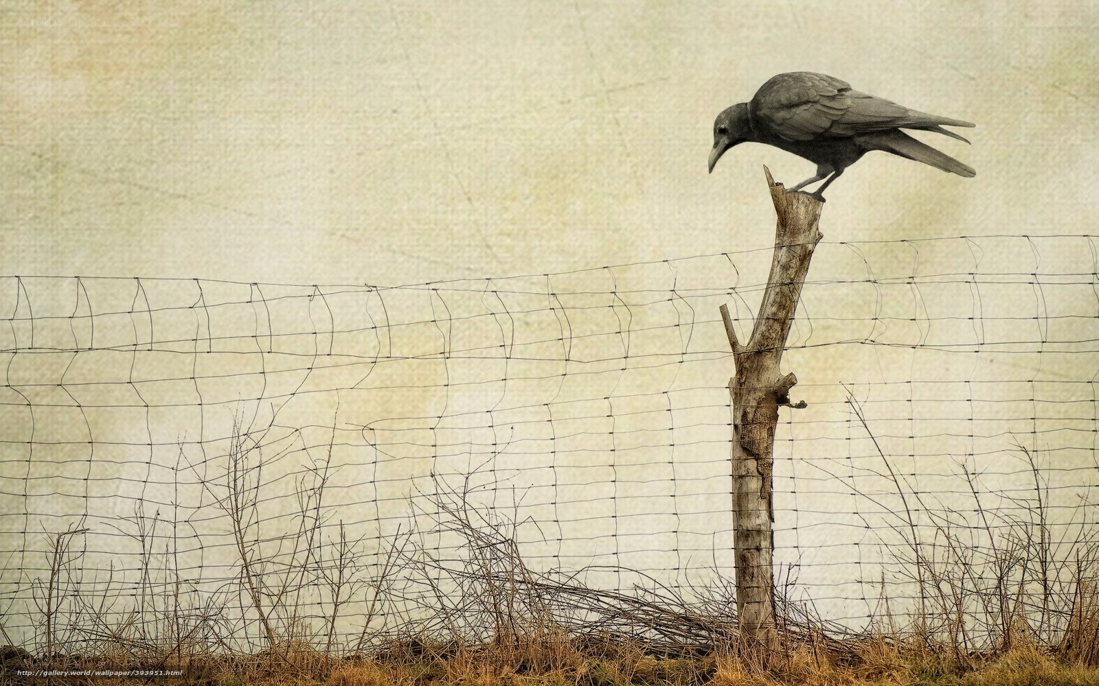 Crow on a fence post