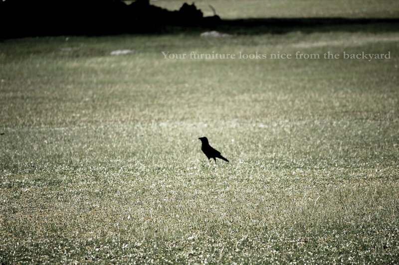 Crow on a grassy field