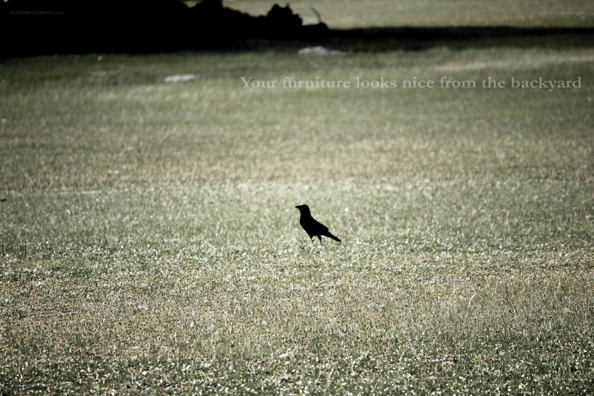 Crow on a grassy field