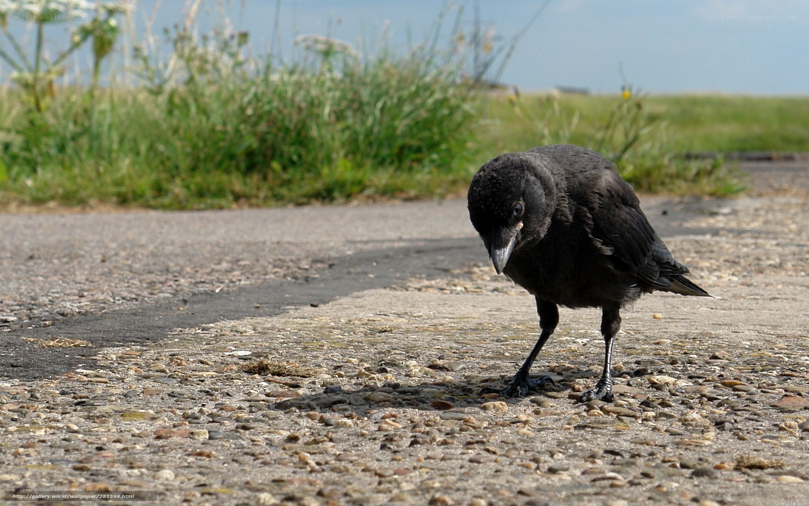 Crow on a gravel path