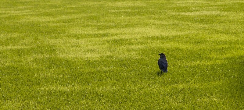 Crow on a green lawn