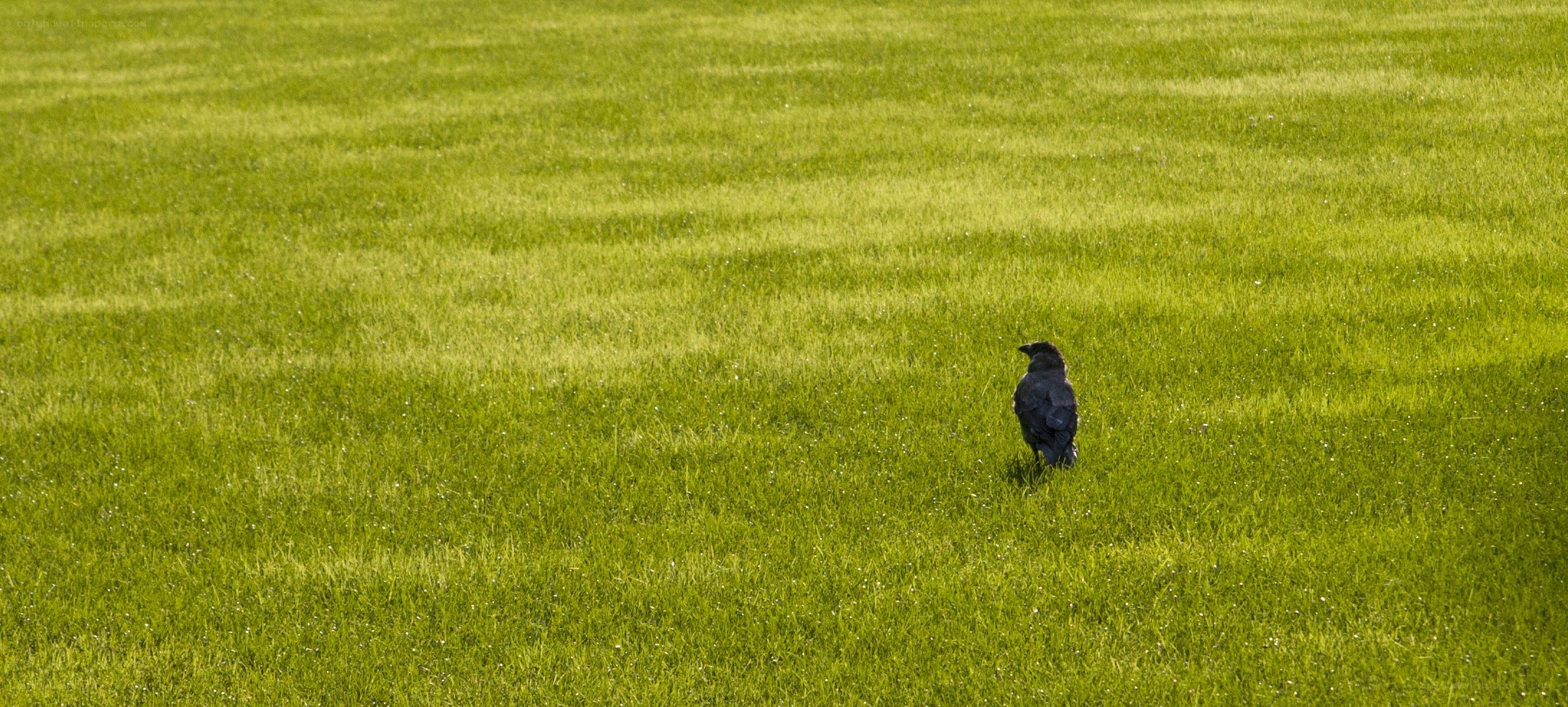 Crow on a green lawn