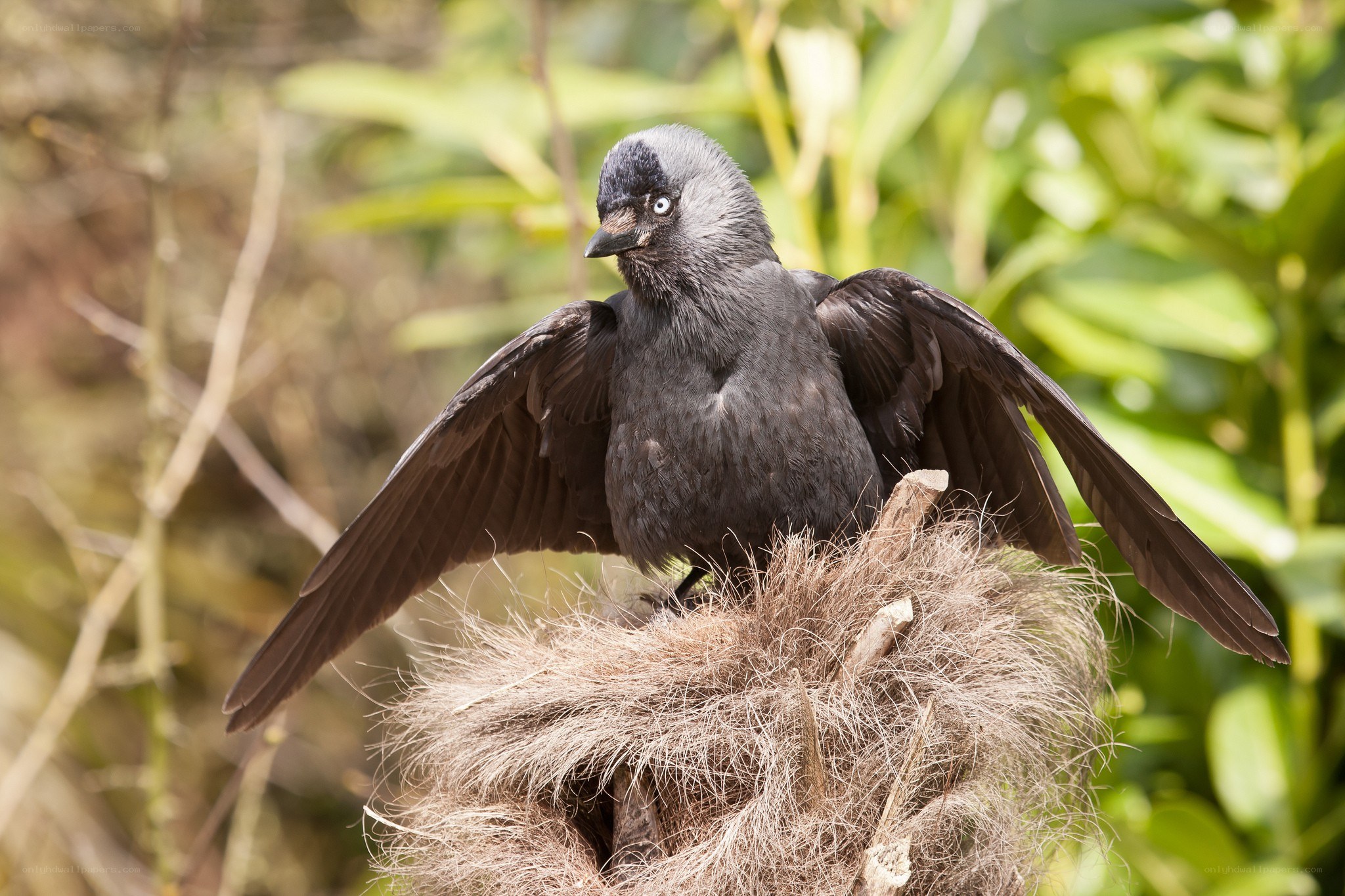 crow on a nest