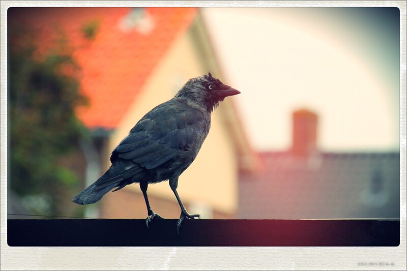 crow on a railing