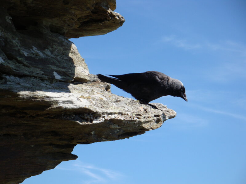Crow on a rocky cliff