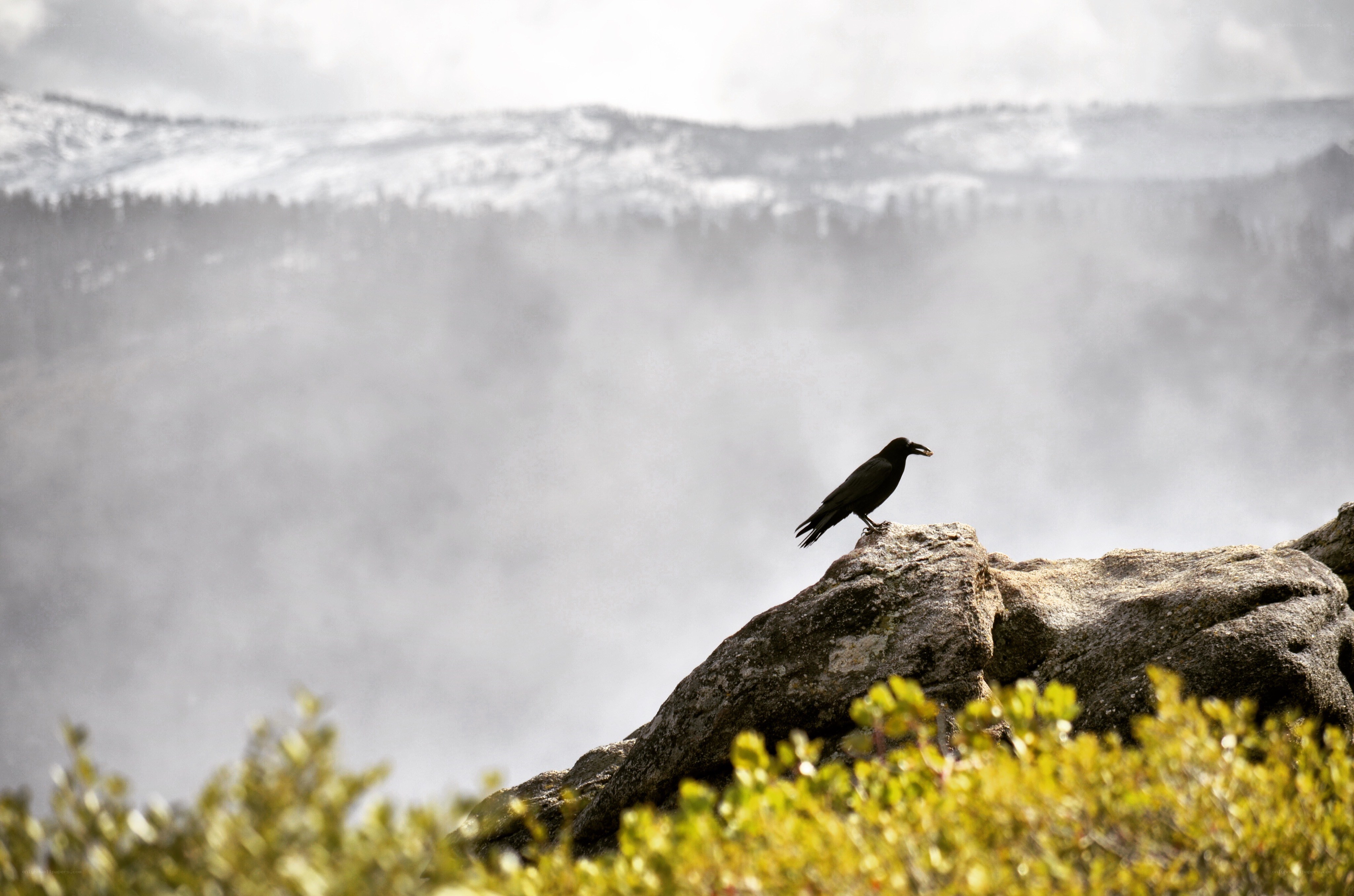 Crow on a rocky outcrop