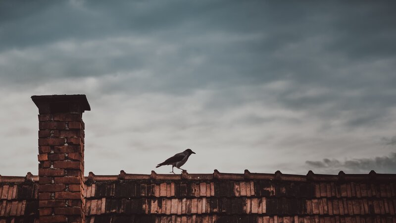 Crow on a rooftop