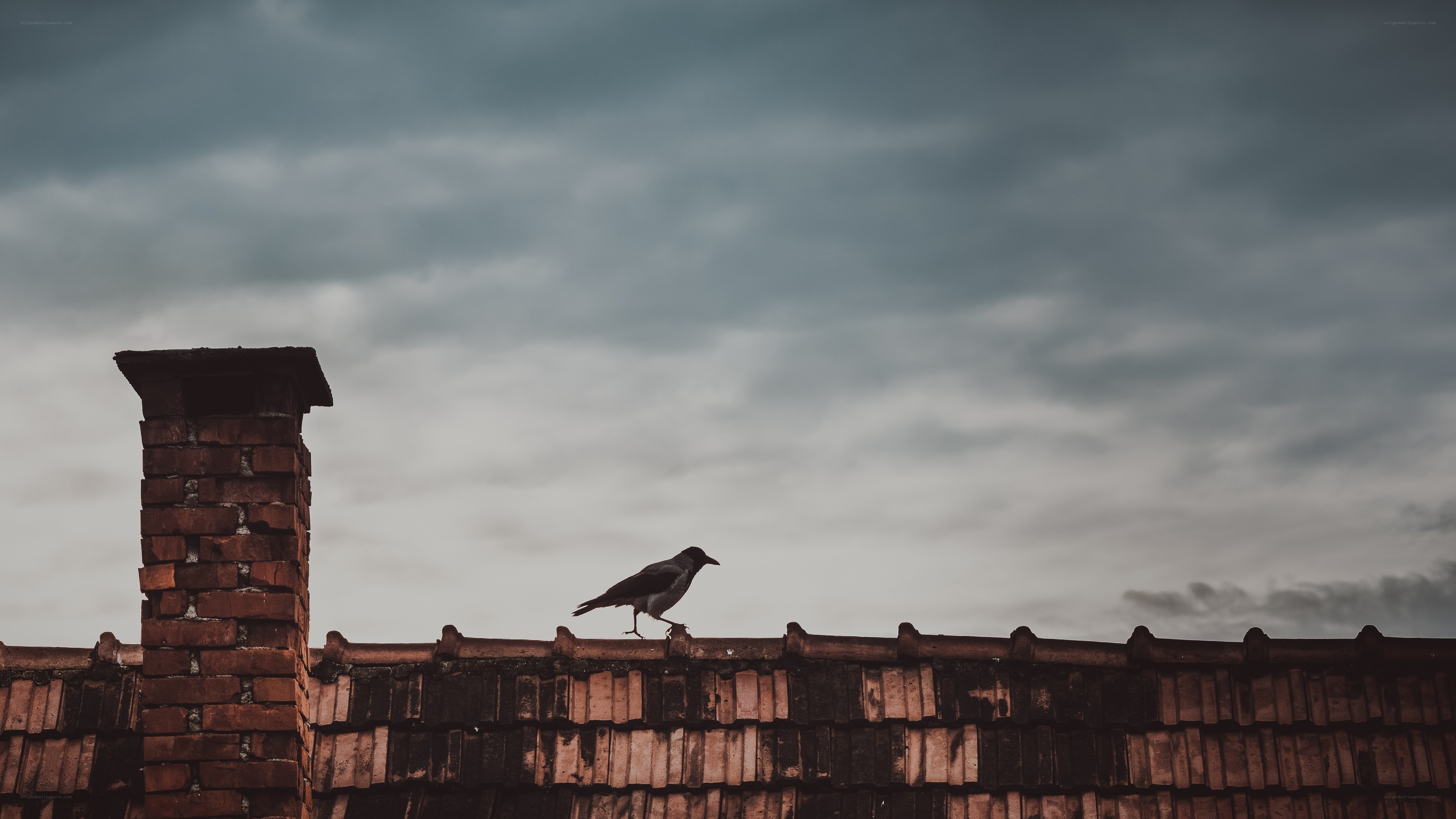 Crow on a rooftop