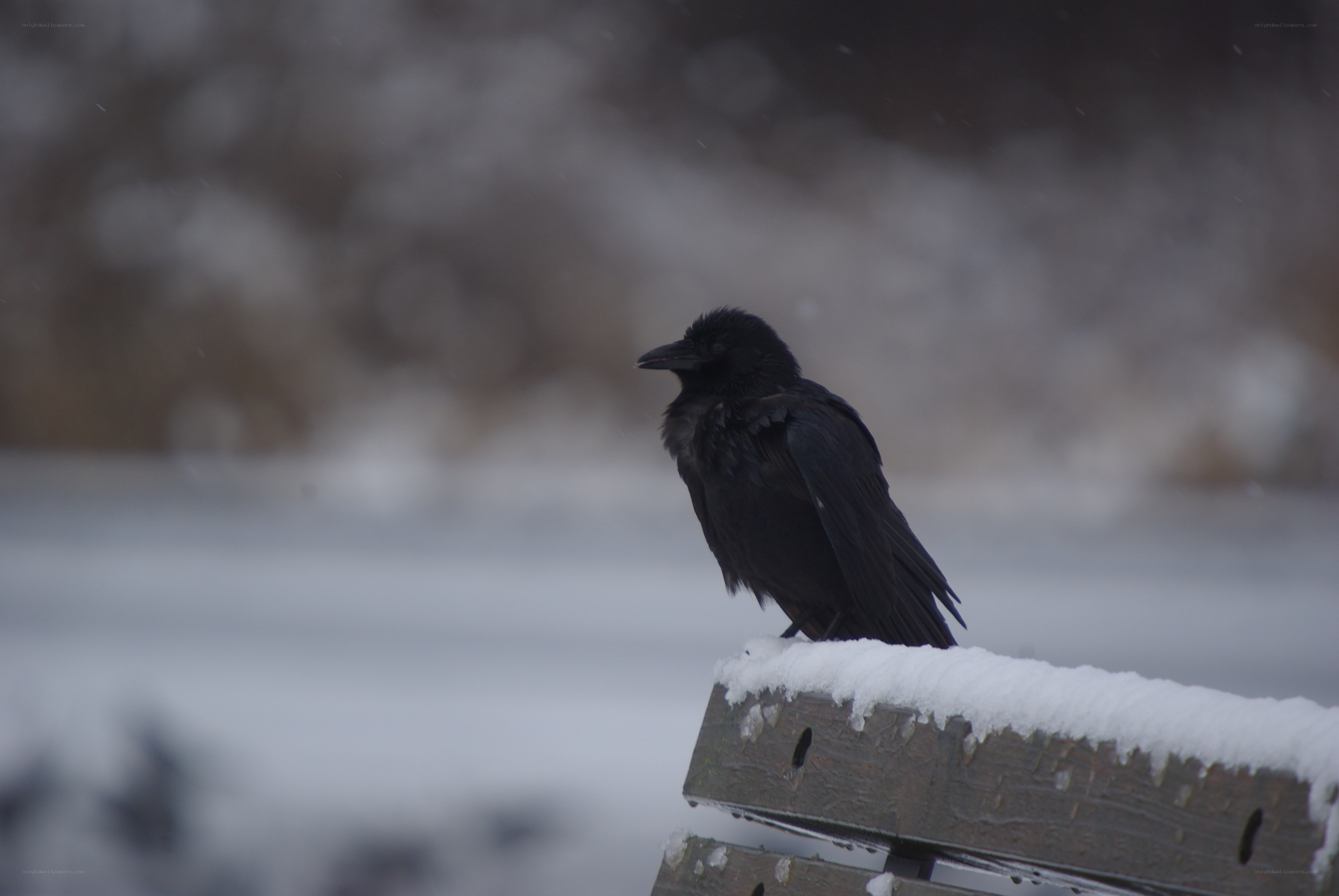 Crow on a snowy bench