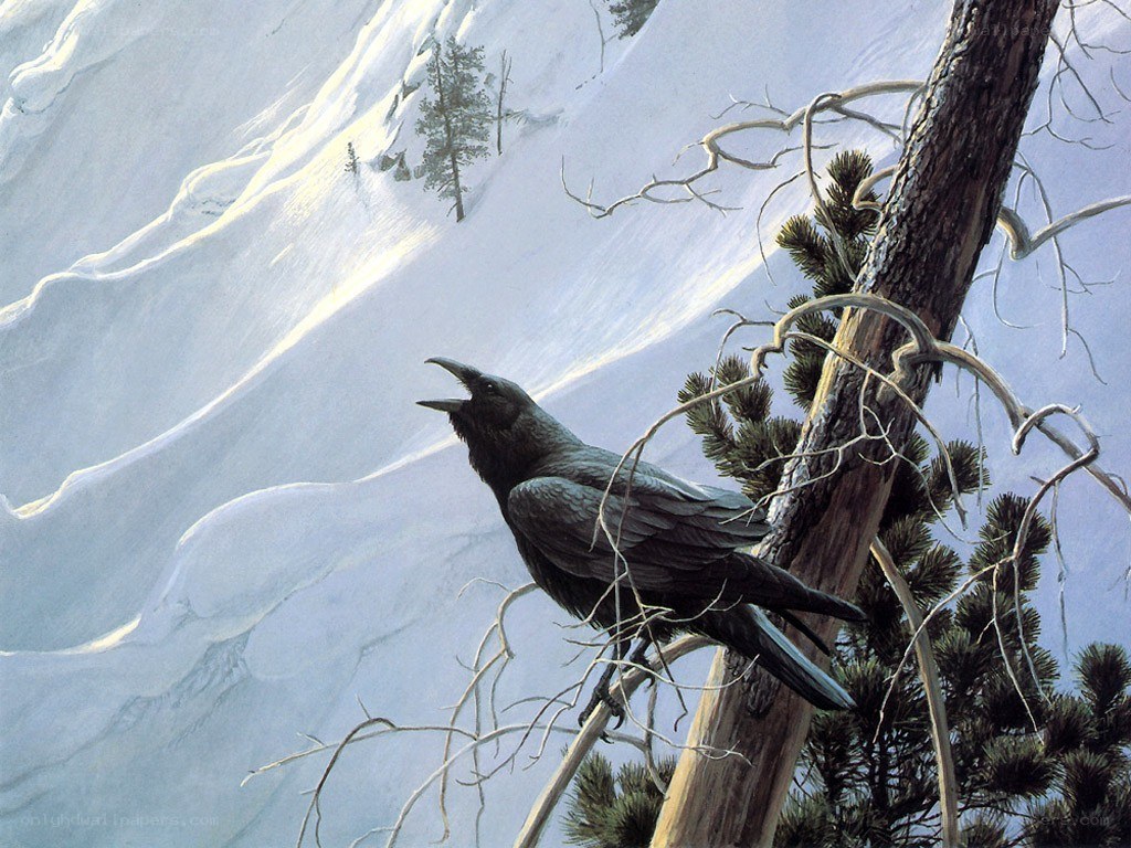 Crow on a snowy mountain