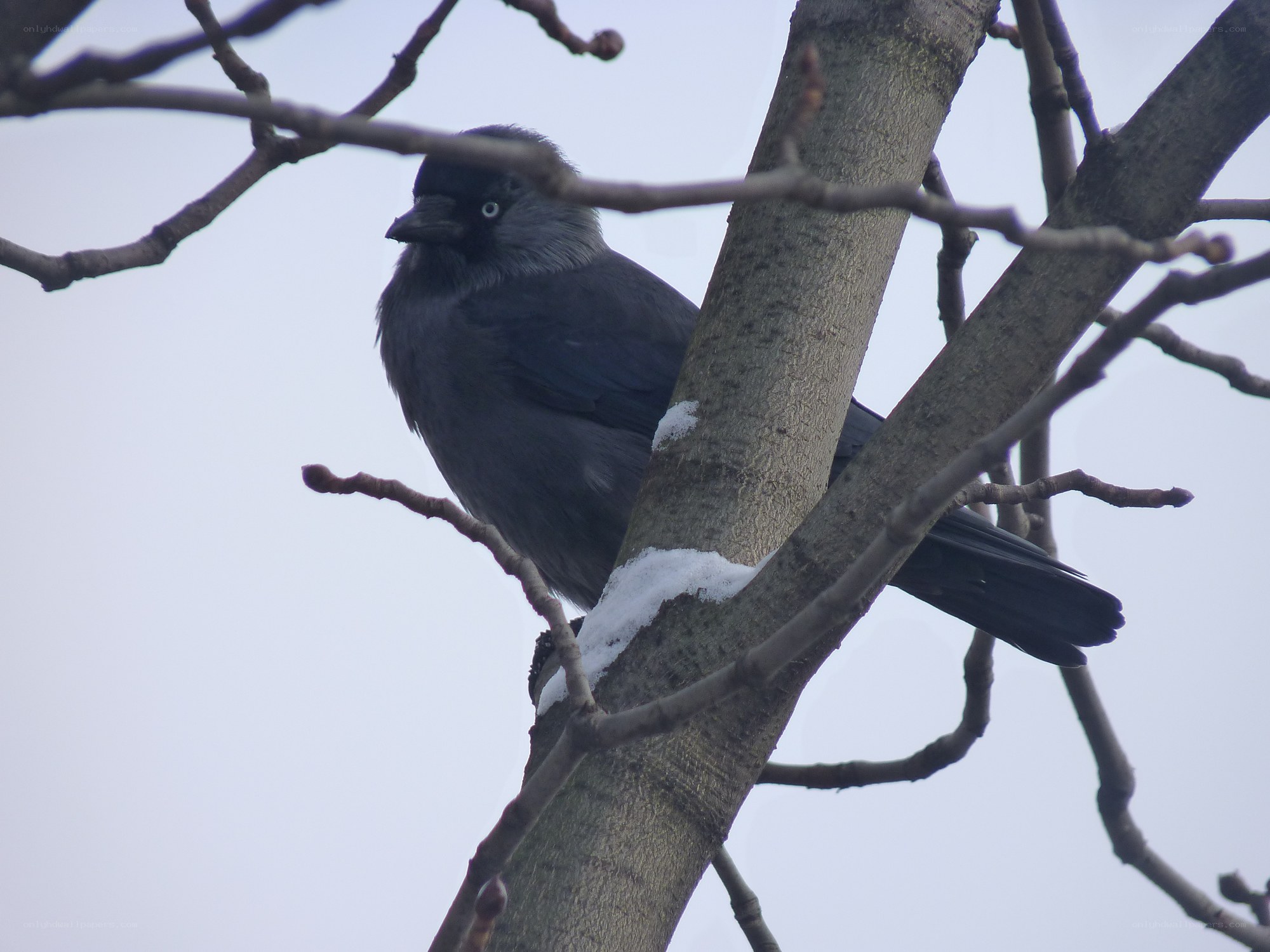 crow on a snowy tree branch