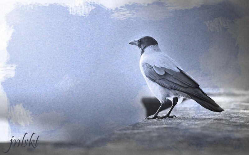 Crow on a stone surface