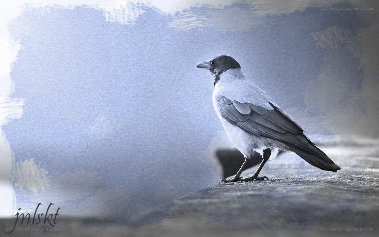 Crow on a stone surface