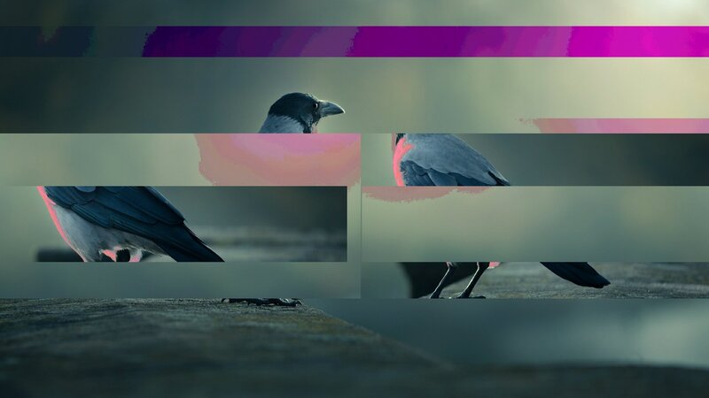 Crow on a Surface