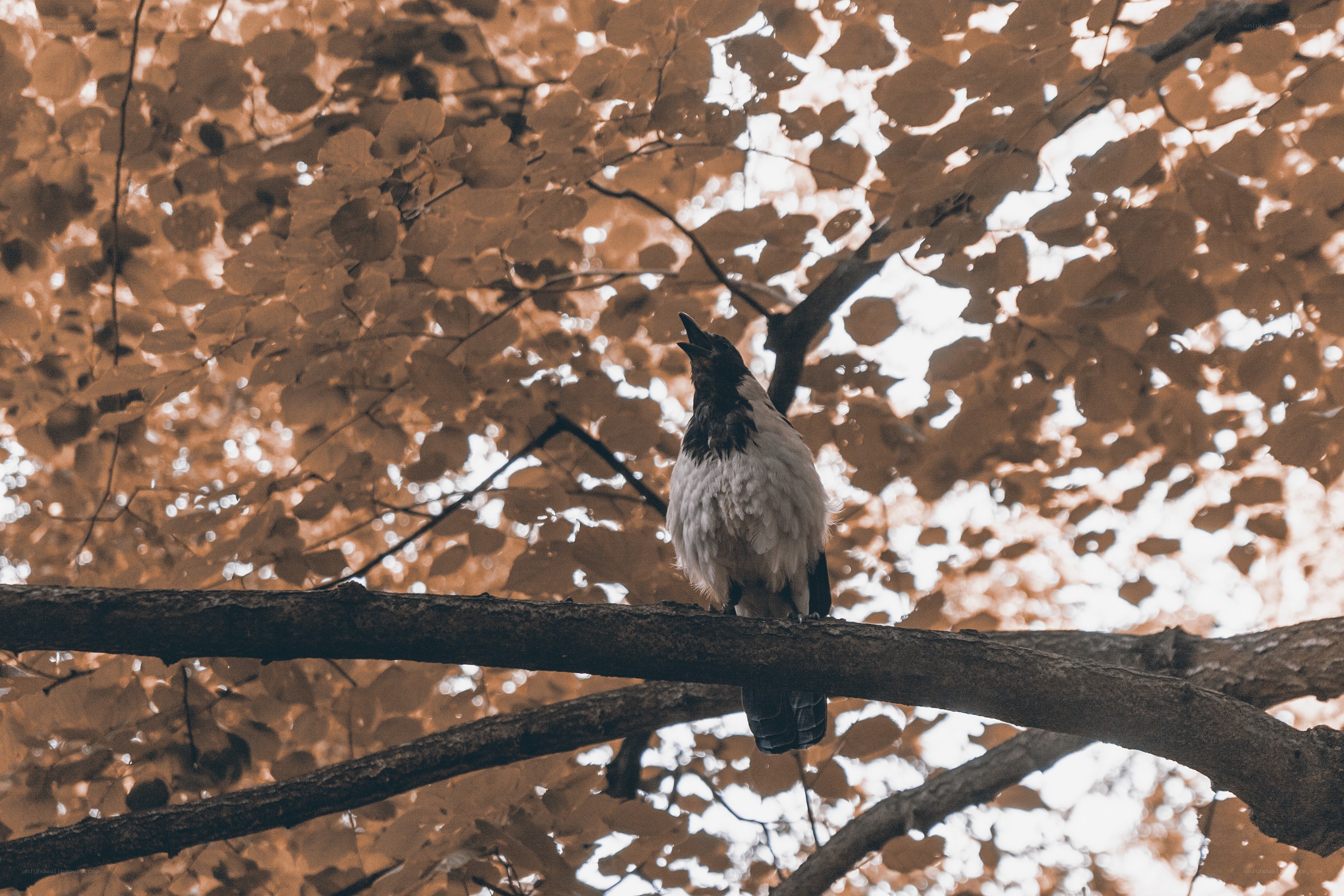crow on a tree branch