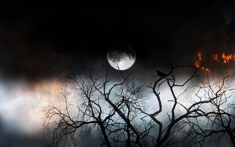 Crow on Bare Tree