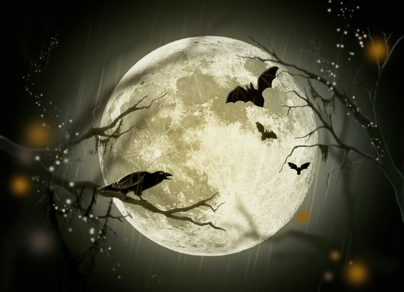 Crow on Branch at Night