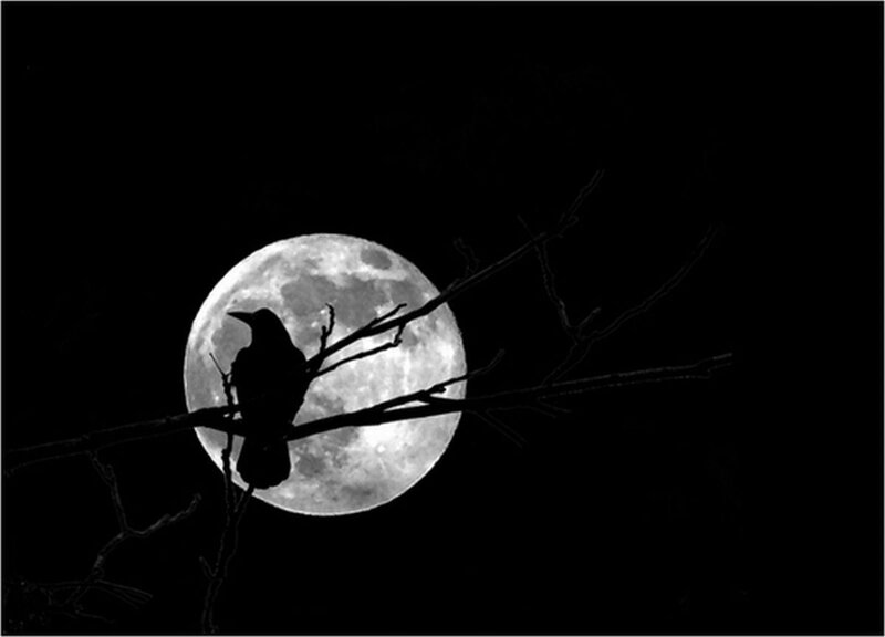 Crow on Branch