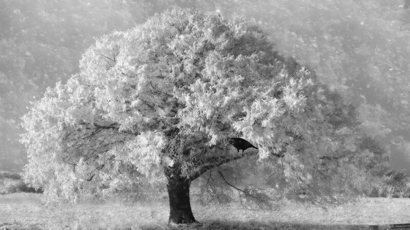 Crow on Frosted Tree