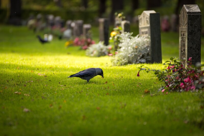 Crow on Grass — Green