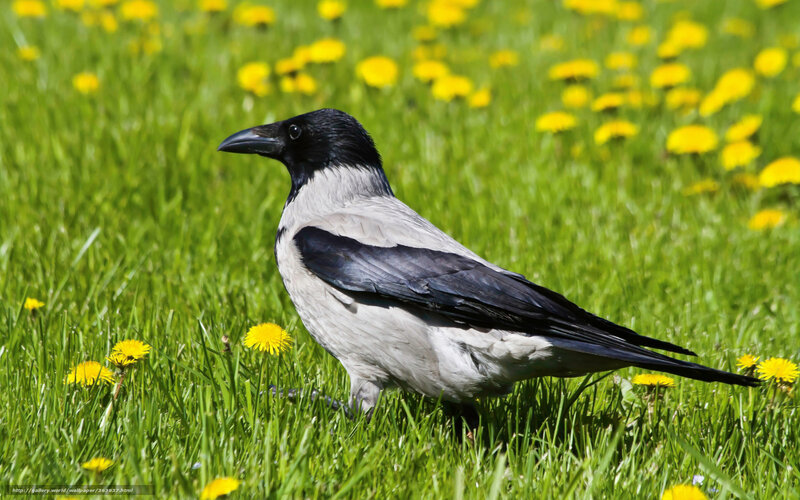 Crow on Grass