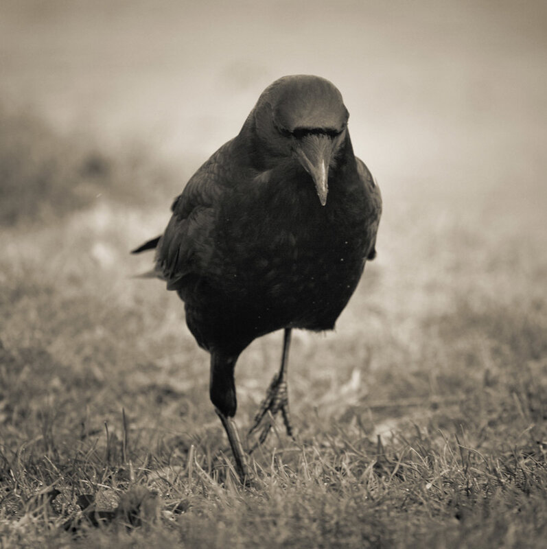 Crow on grassy ground