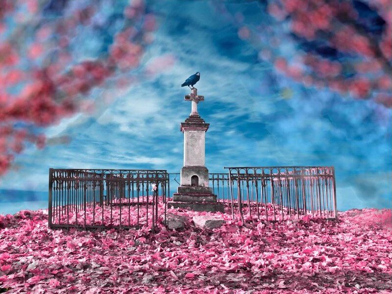 Crow on Gravestone — Pink