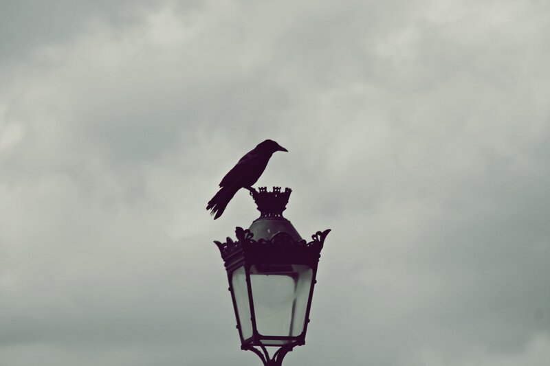 Crow on Lamp Post — Gray