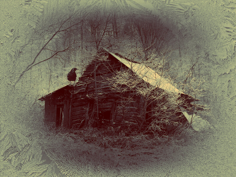 Crow on Old Cabin