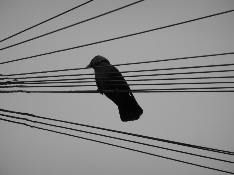 crow on power lines