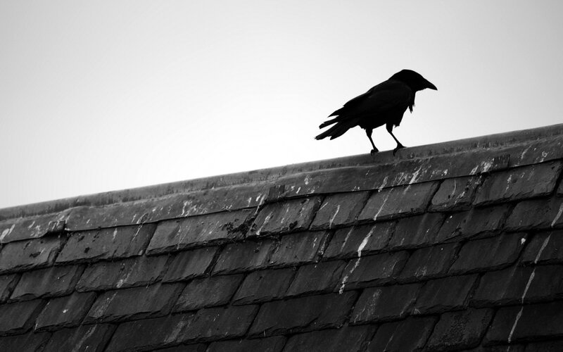 Crow on Roof Edge