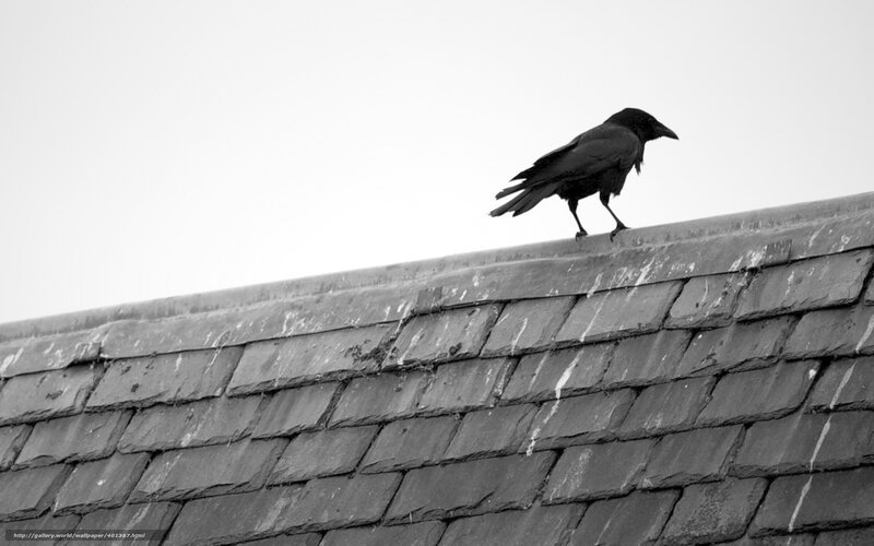 Crow on Roof Ridge