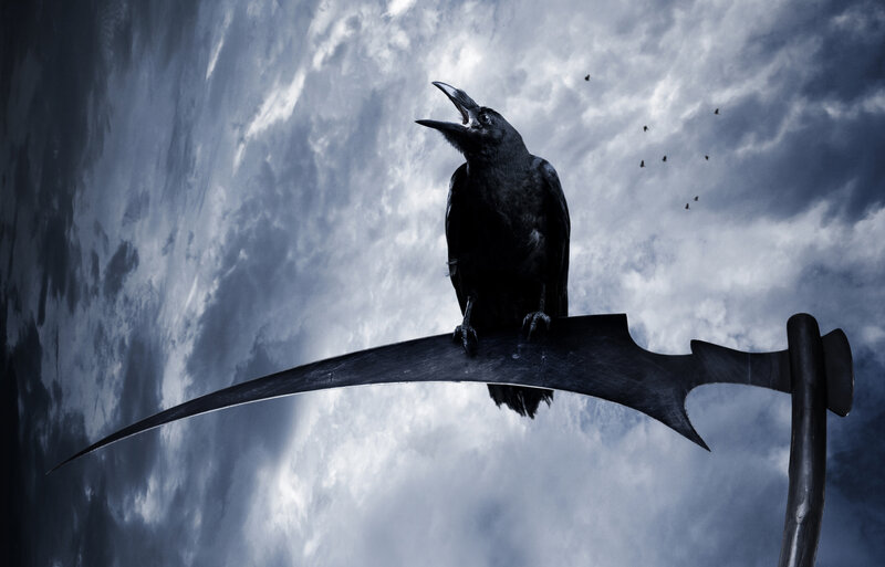 Crow on Scythe
