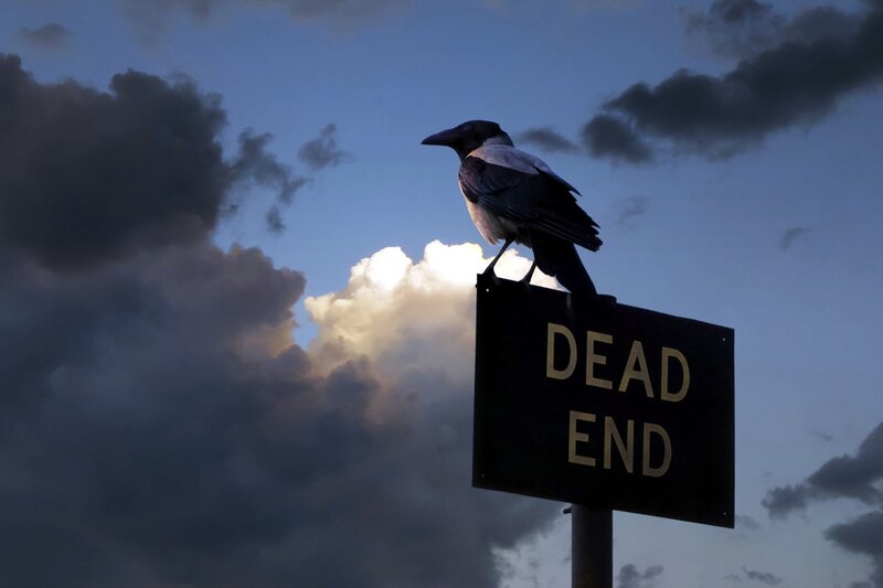 Crow on Sign