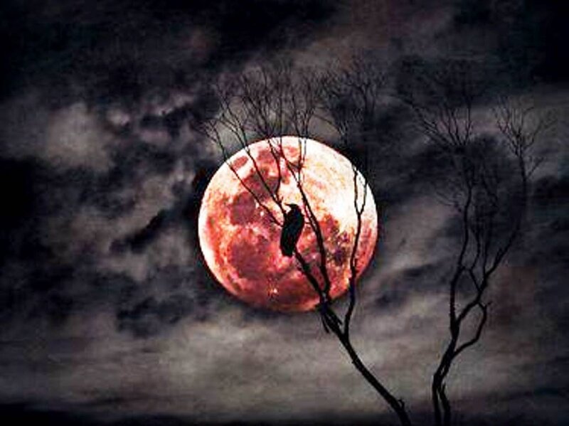 Crow on Tree Branch — Red