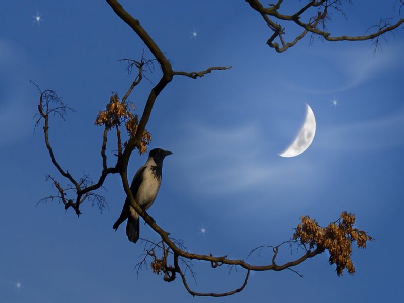 Crow on Tree Branch
