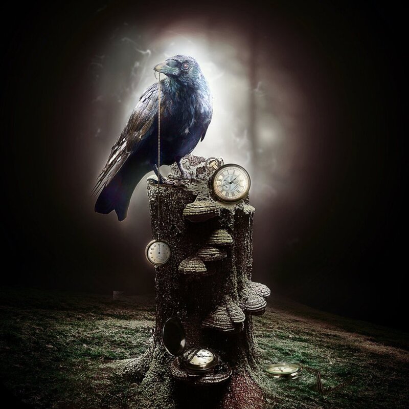 Crow on Tree Stump
