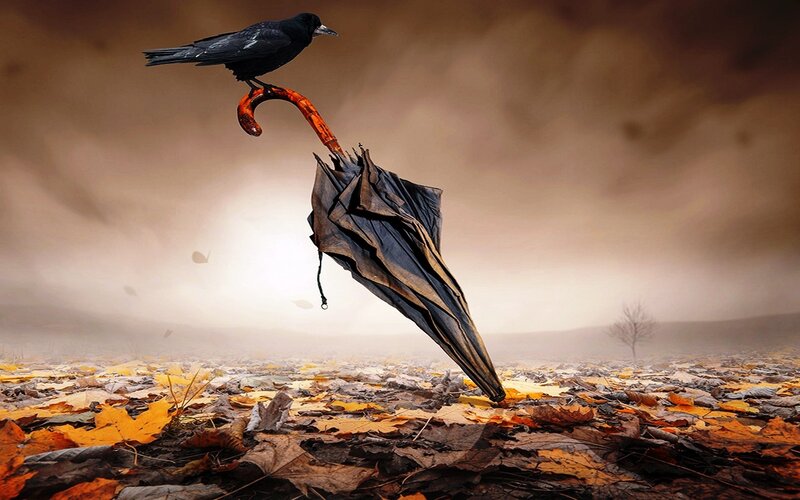 Crow on Umbrella
