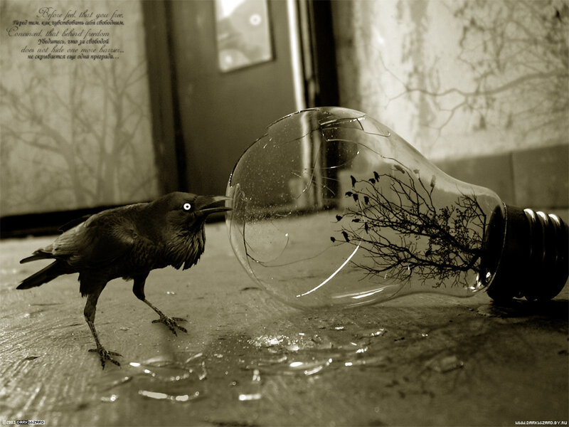 Crow Pecking Light Bulb