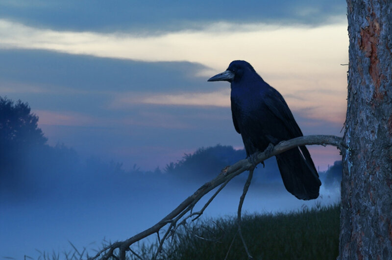 Crow perched at dusk