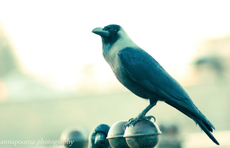 Crow perched on a bell