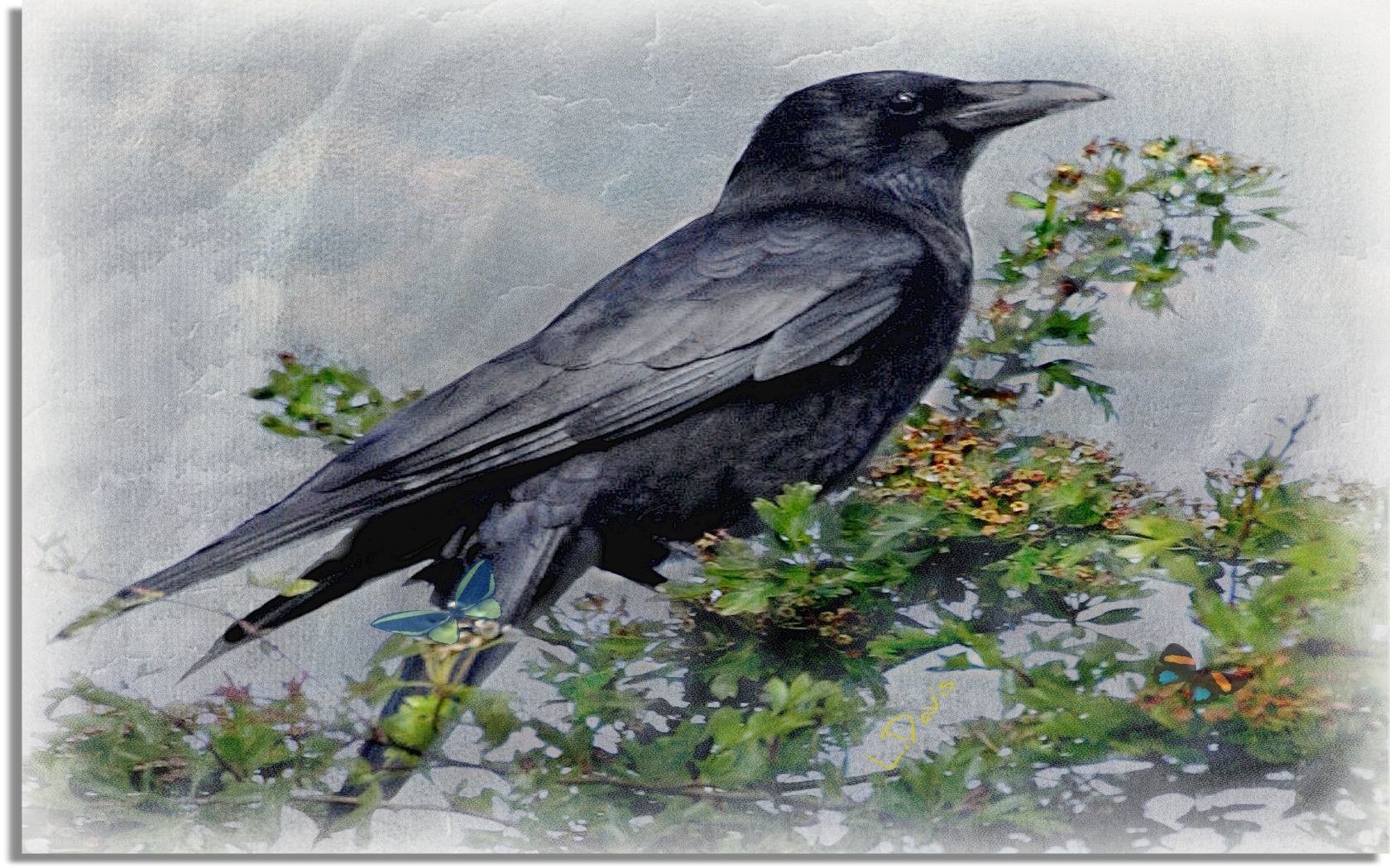 Crow perched on a branch